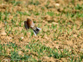 Pinzón vulgar - Fringilla coelebs - Pinsà