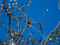 Pinzón vulgar - Fringilla coelebs - Pinsà