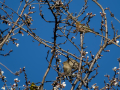 Pinzón vulgar - Fringilla coelebs - Pinsà