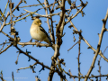 Pinzón vulgar - Fringilla coelebs - Pinsà