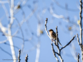 Pinzón vulgar - Fringilla coelebs - Pinsà