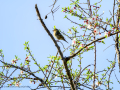 Pinzón vulgar - Fringilla coelebs - Pinsà