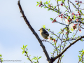 Pinzón vulgar - Fringilla coelebs - Pinsà