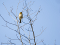 Pinzón vulgar - Fringilla coelebs - Pinsà