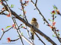 Pinzón vulgar - Fringilla coelebs - Pinsà