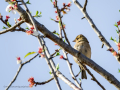 Pinzón vulgar - Fringilla coelebs - Pinsà