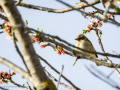 Pinzón vulgar - Fringilla coelebs - Pinsà