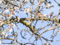 Pinzón vulgar - Fringilla coelebs - Pinsà