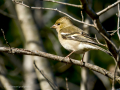 Pinzón vulgar - Fringilla coelebs - Pinsà