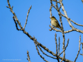 Pinzón vulgar - Fringilla coelebs - Pinsà
