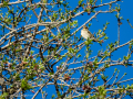 Pinzón vulgar - Fringilla coelebs - Pinsà