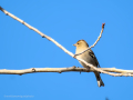 Pinzón vulgar - Fringilla coelebs - Pinsà