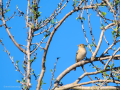 Pinzón vulgar - Fringilla coelebs - Pinsà