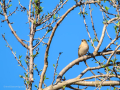 Pinzón vulgar - Fringilla coelebs - Pinsà