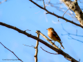 Pinzón vulgar - Fringilla coelebs - Pinsà