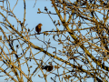 Pinzón vulgar - Fringilla coelebs - Pinsà