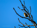 Pinzón vulgar - Fringilla coelebs - Pinsà