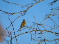 Pinzón vulgar - Fringilla coelebs - Pinsà