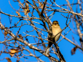 Pinzón vulgar - Fringilla coelebs - Pinsà