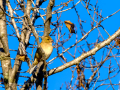 Pinzón vulgar - Fringilla coelebs - Pinsà