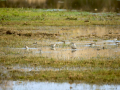 Playero zancón - Calidris himantopus - Territ camallarg