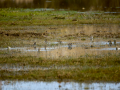 Playero zancón - Calidris himantopus - Territ camallarg