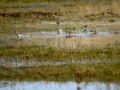 Playero zancón - Calidris himantopus - Territ camallarg