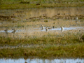Playero zancón - Calidris himantopus - Territ camallarg