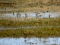 Playero zancón - Calidris himantopus - Territ camallarg