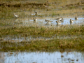 Playero zancón - Calidris himantopus - Territ camallarg
