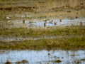 Playero zancón - Calidris himantopus - Territ camallarg