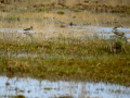 Playero zancón - Calidris himantopus - Territ camallarg