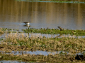 Playero zancón - Calidris himantopus - Territ camallarg