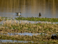Playero zancón - Calidris himantopus - Territ camallarg