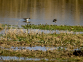 Playero zancón - Calidris himantopus - Territ camallarg