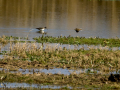 Playero zancón - Calidris himantopus - Territ camallarg
