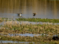 Playero zancón - Calidris himantopus - Territ camallarg