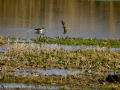 Playero zancón - Calidris himantopus - Territ camallarg