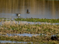 Playero zancón - Calidris himantopus - Territ camallarg