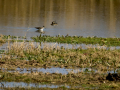 Playero zancón - Calidris himantopus - Territ camallarg