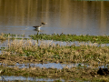 Playero zancón - Calidris himantopus - Territ camallarg