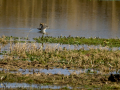 Playero zancón - Calidris himantopus - Territ camallarg