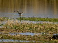 Playero zancón - Calidris himantopus - Territ camallarg