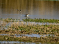 Playero zancón - Calidris himantopus - Territ camallarg