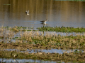 Playero zancón - Calidris himantopus - Territ camallarg