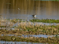 Playero zancón - Calidris himantopus - Territ camallarg