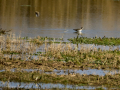 Playero zancón - Calidris himantopus - Territ camallarg