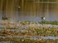 Playero zancón - Calidris himantopus - Territ camallarg