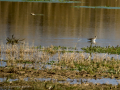 Playero zancón - Calidris himantopus - Territ camallarg