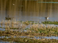 Playero zancón - Calidris himantopus - Territ camallarg